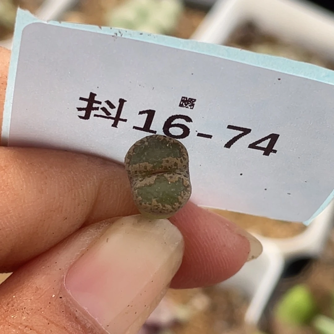 16-74勋章多肉植物