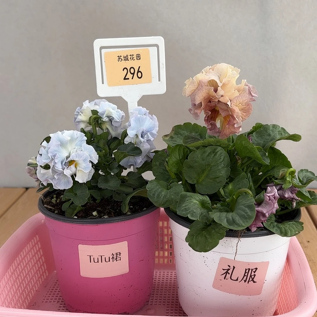 大部分开放少量花苞296