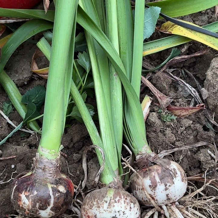 山*三颗异域仙女有标包对版4198