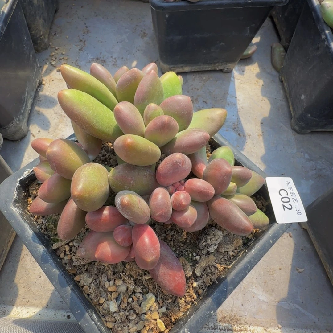 c c c c c c c c 2