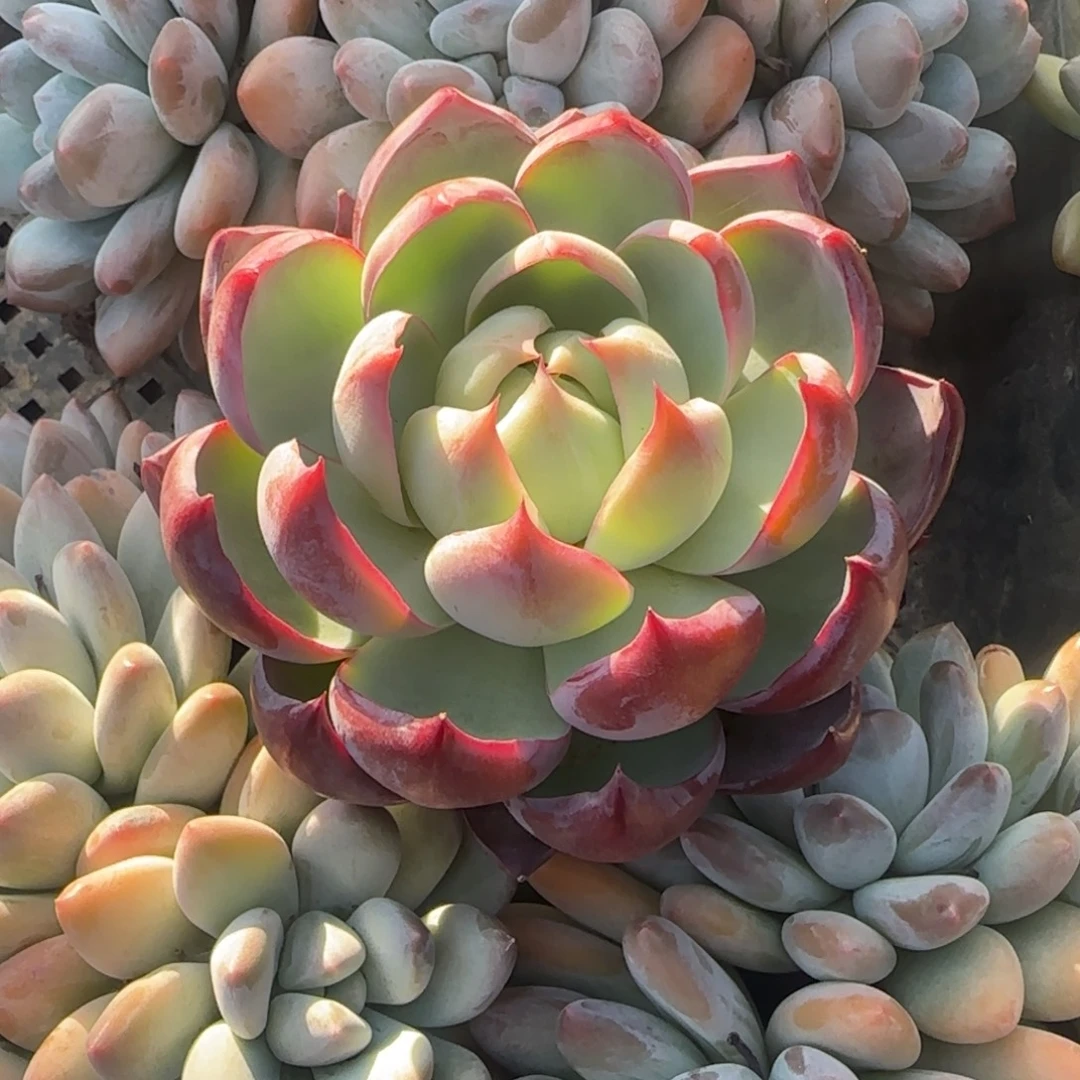 惊鸿仙子单头五十包邮老桩