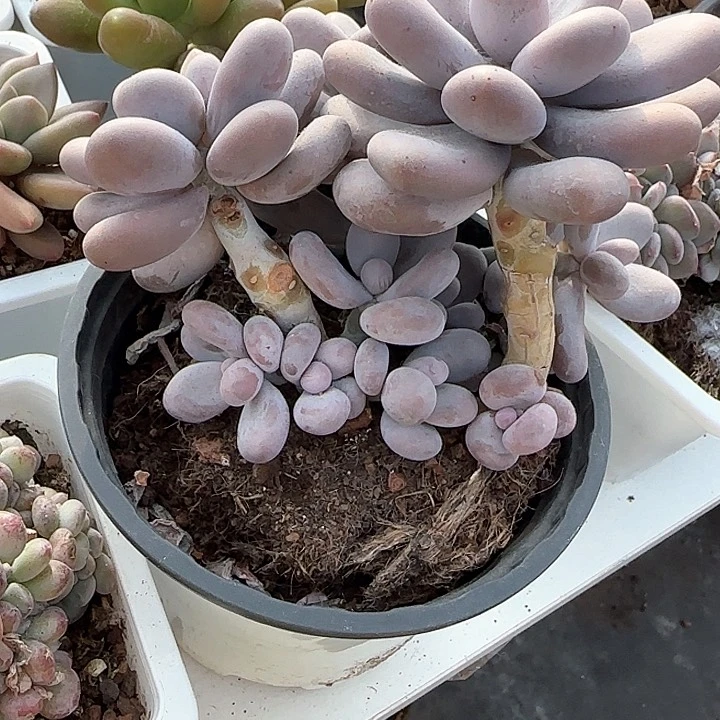 龙*豆青蛙王子儿童牙膏111