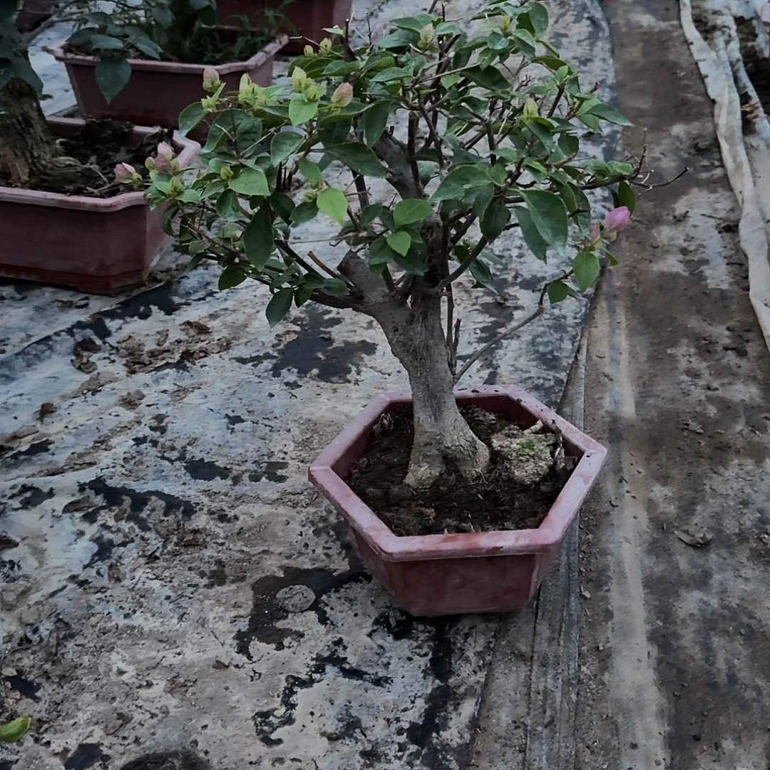 无花朵章红樱一物一拍