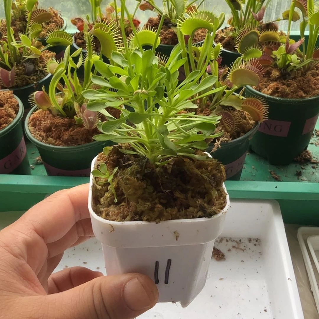 无花朵0011花柱草