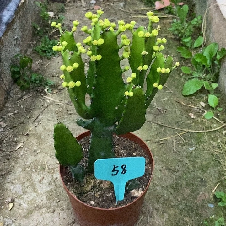 三角大戟一物一拍