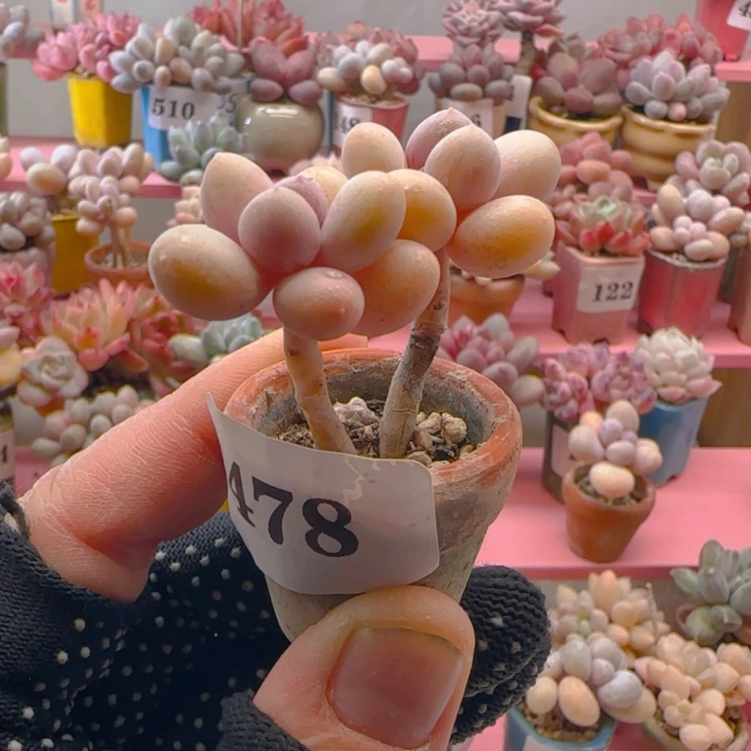 草**袋蛋黄奶478 ，带盆土发货，满38包邮非偏远。