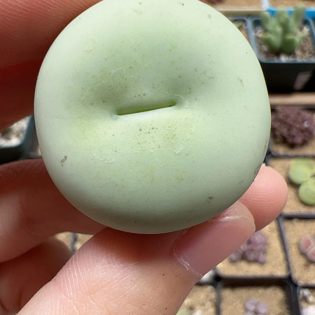 【闪购商品】176 大鸽子蛋2.9cm