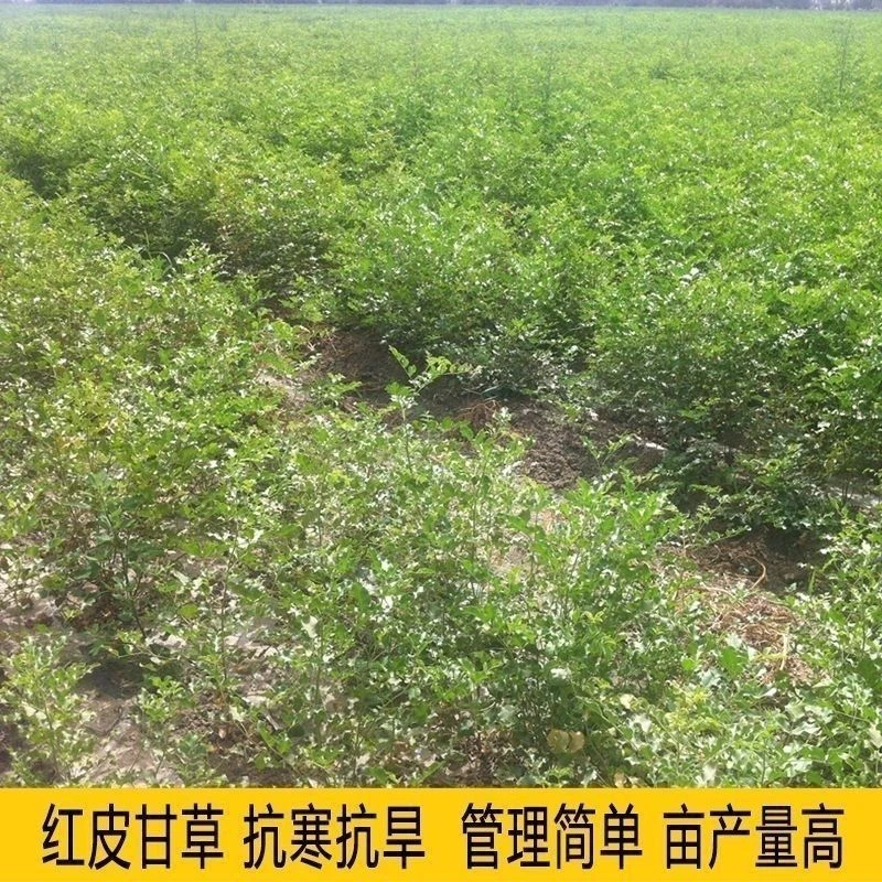 甘草种子纯新中药材种苗纯新甘草种子中药材种苗红皮甘草菜秧苗