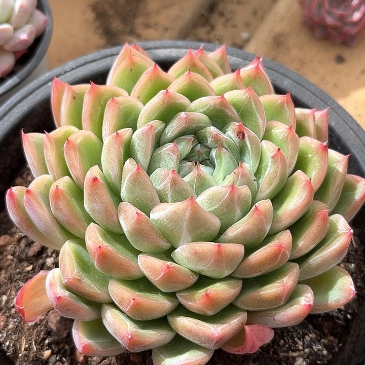 叠叶单头暗纹满38包邮除偏远地区