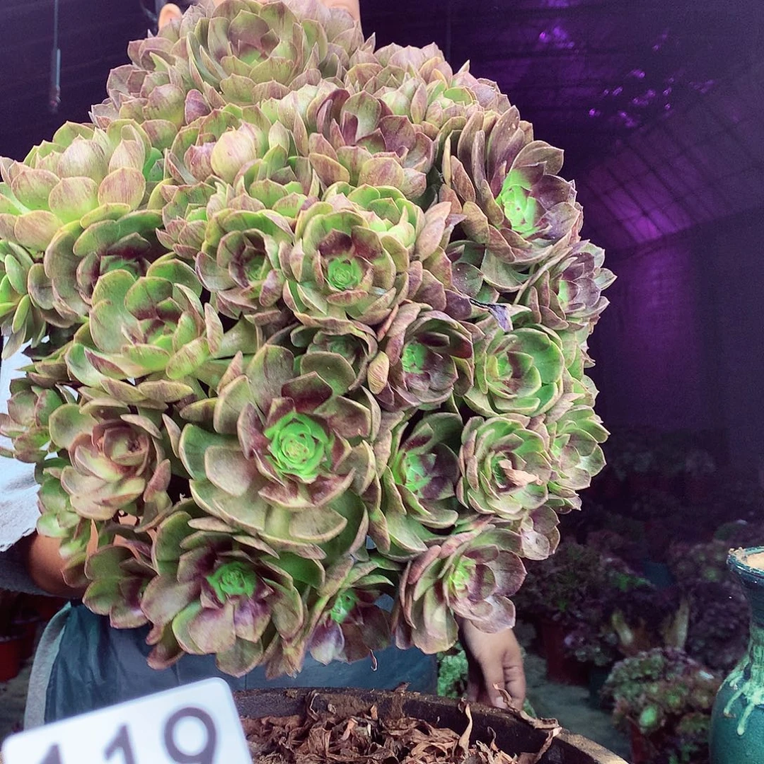 柒柒精品多肉脱土发货不包断侧枝119