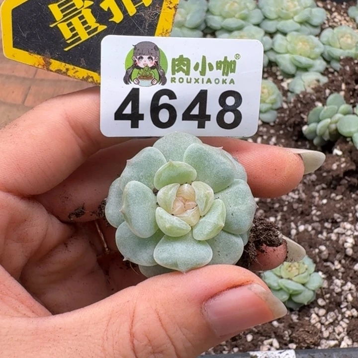 多肉植物多肉植物