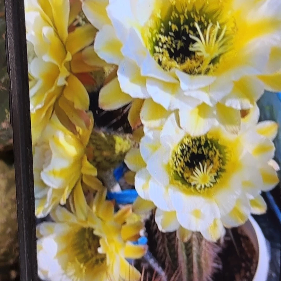 六月五毛20包邮仙人球28