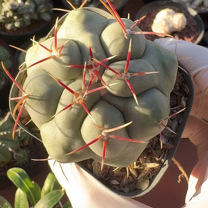 白肌天晃丸仙人球2