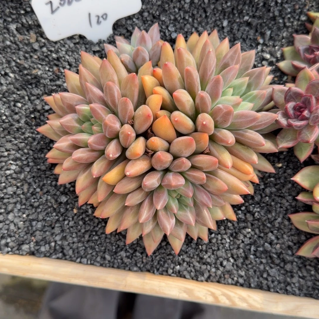 一物一拍水晶球sp120