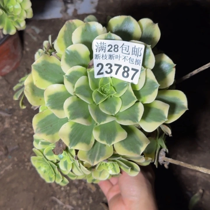 23787绿豆沙不包断枝