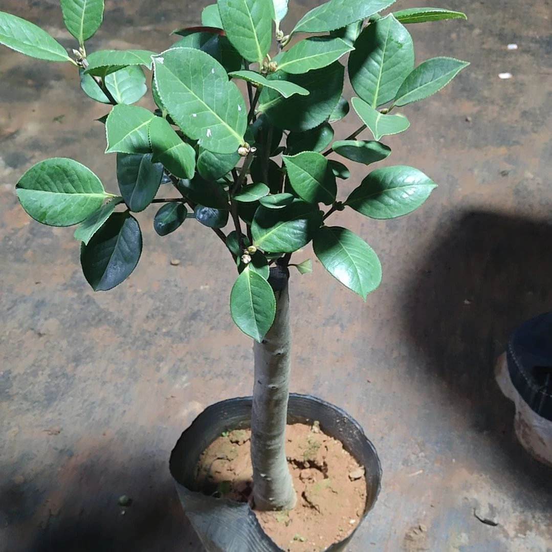 全部花苞养***李恨天高不包邮