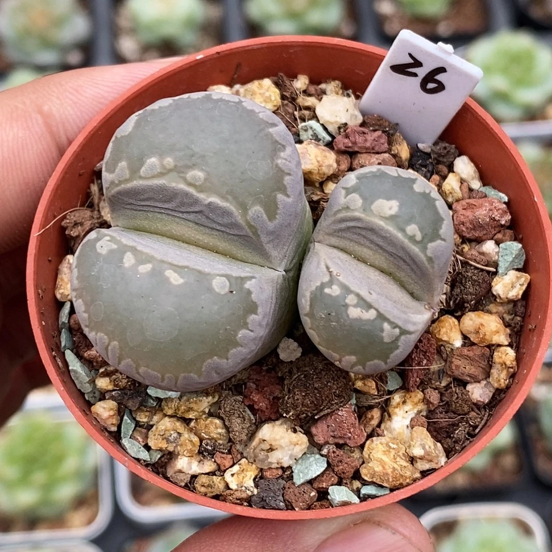 生石花30包邮非偏远