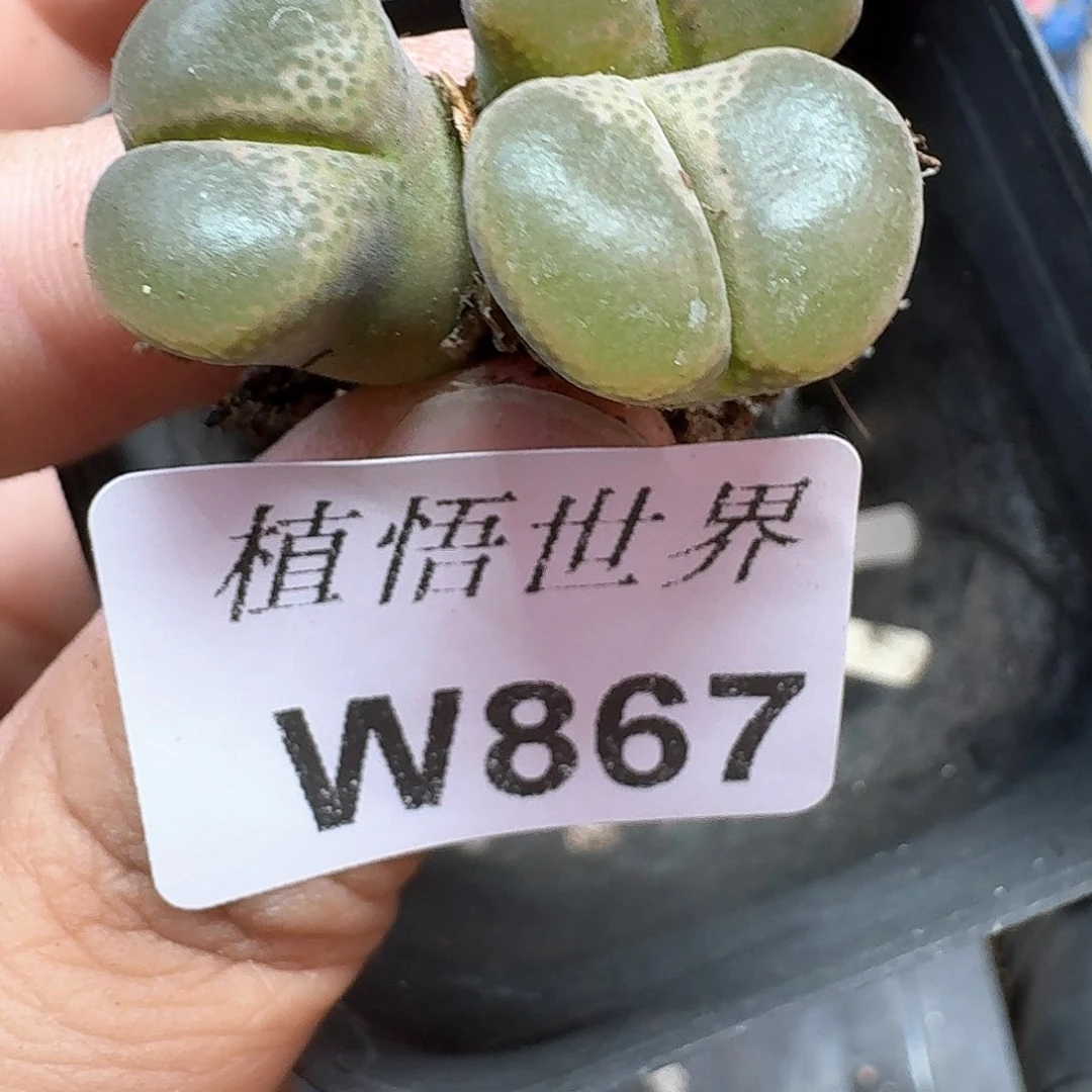 的润泽的润泽额d r z w w f