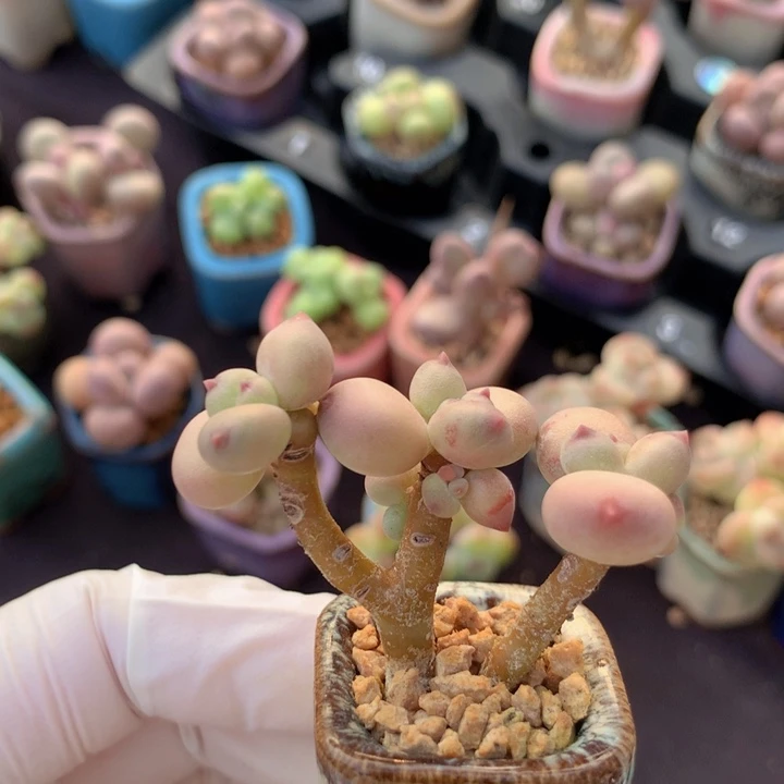 血斑 大小6头 品种未知