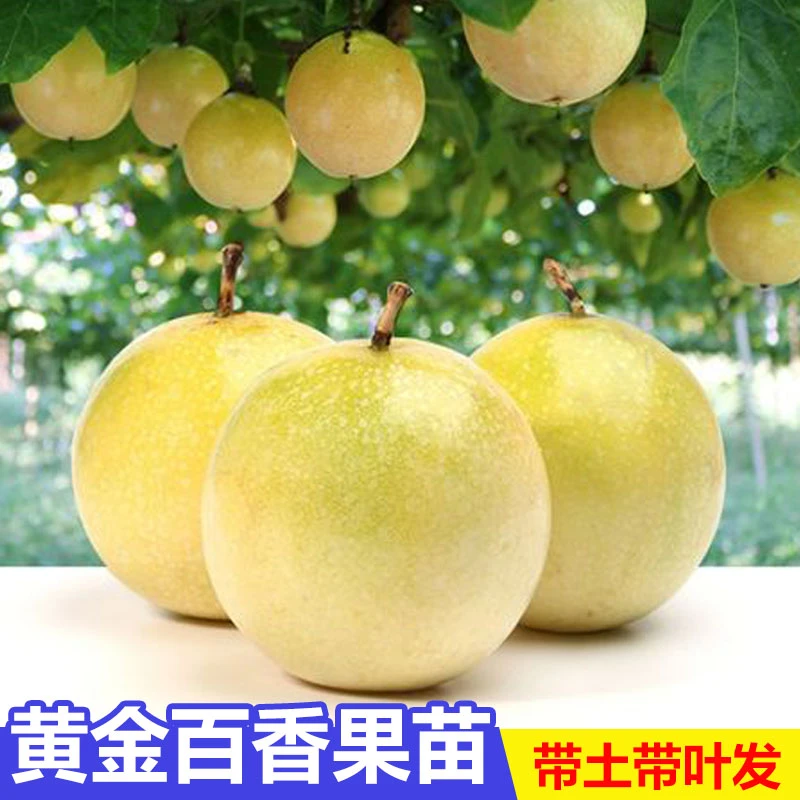 纯甜黄金9号百香果苗嫁接苗四季爬藤超甜大果百香果树苗