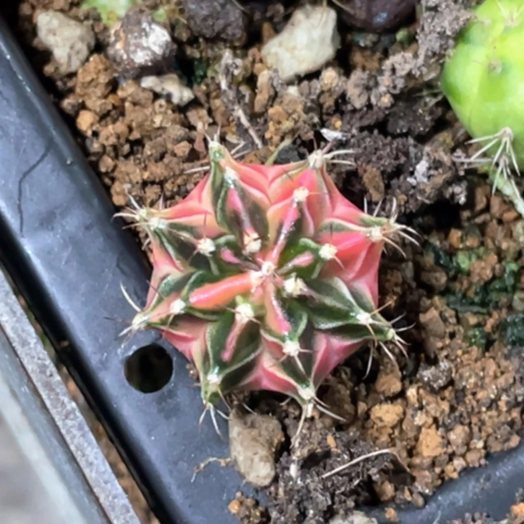 当前无花朵，栽培后可花朵粉臀虎斑米哈