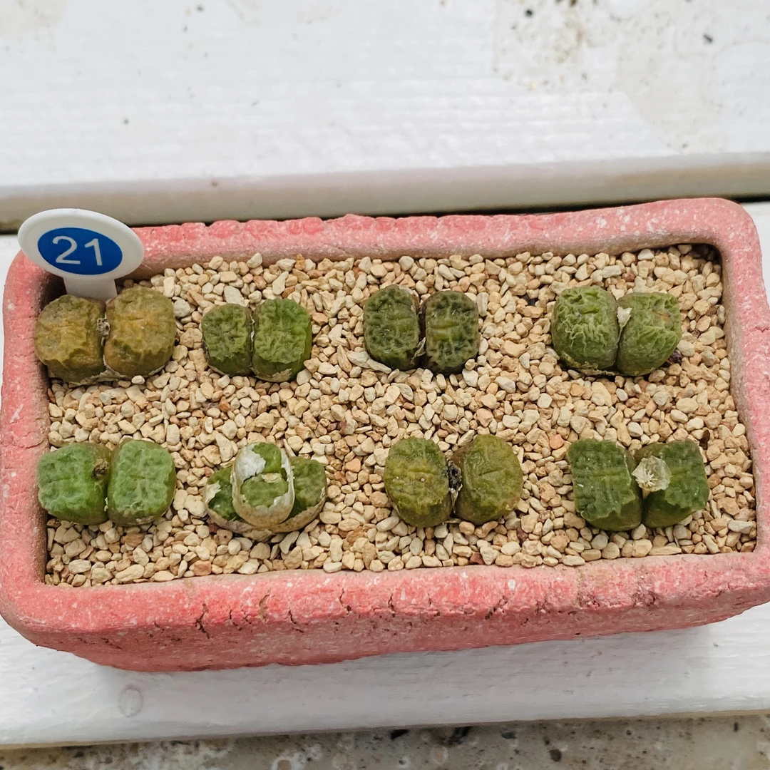 3-21多肉植物肉锥烧麦一颗