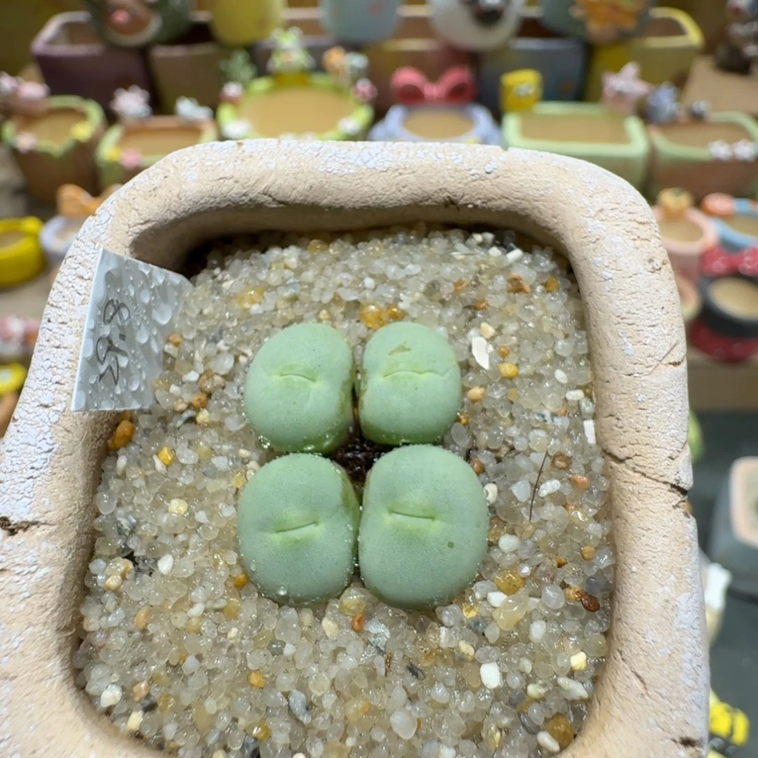 蘑菇1053红嘴多肉植物