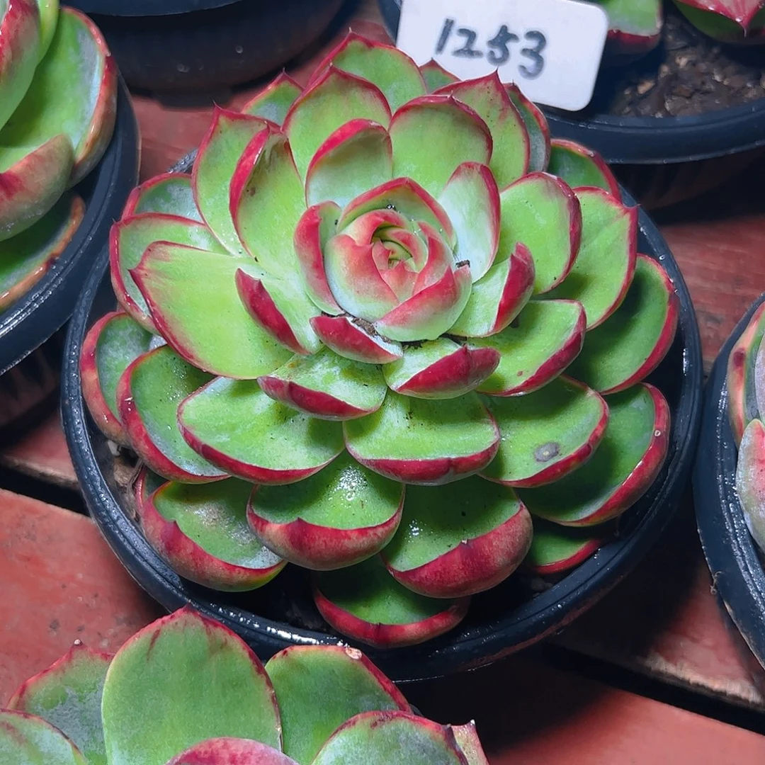 锦***华惊鸿仙子一物一拍1253号