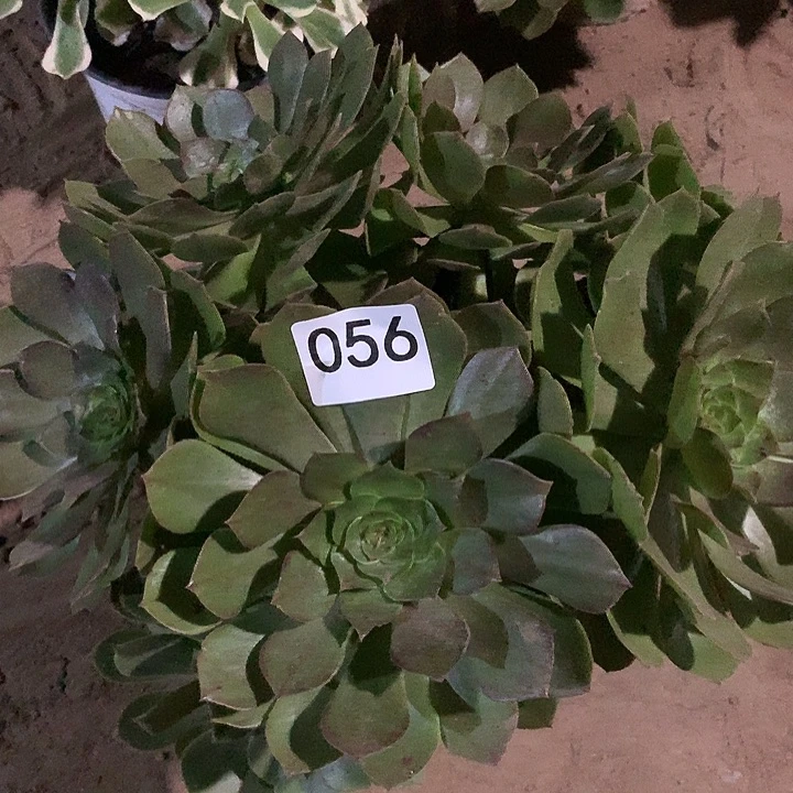 无花朵056万圣节多肉晚