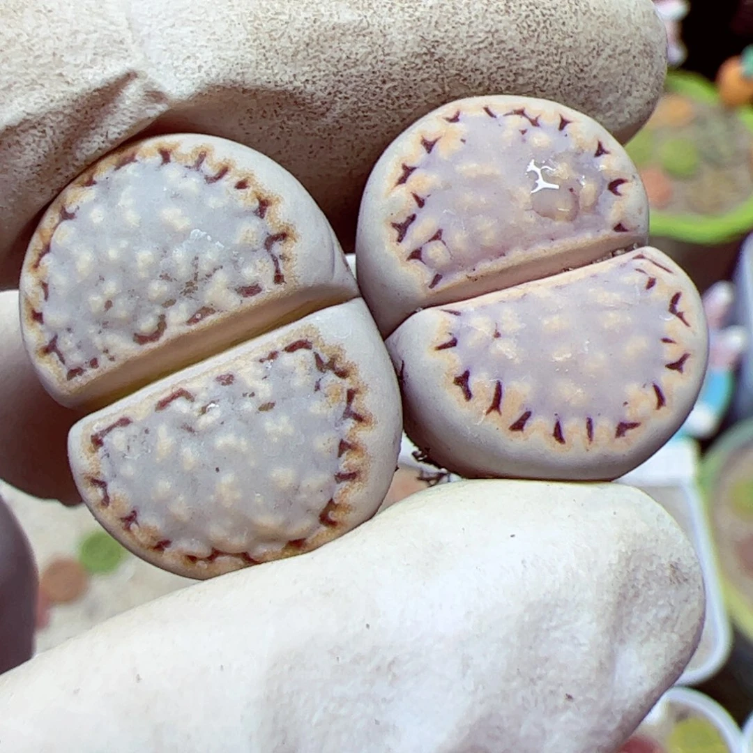 琪****?116 优秀的肉肉31