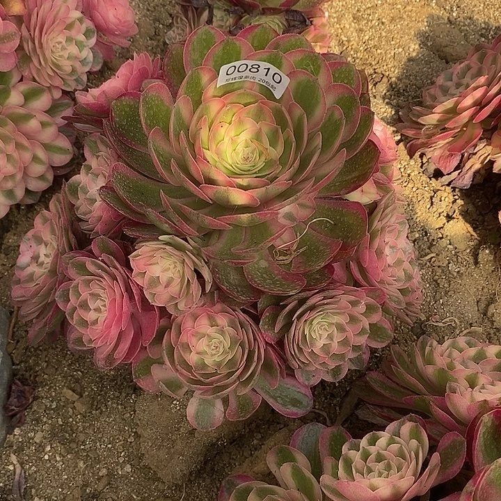 00819倾城多肉植物