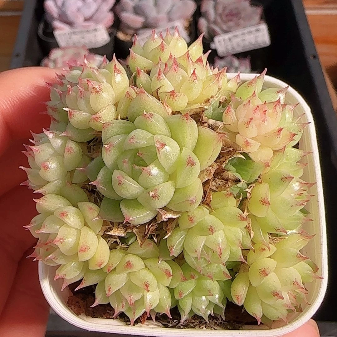 多肉1105--118包子麦秆