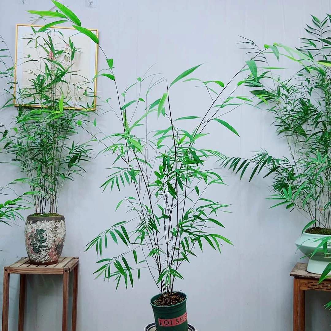 不开花植物内门竹