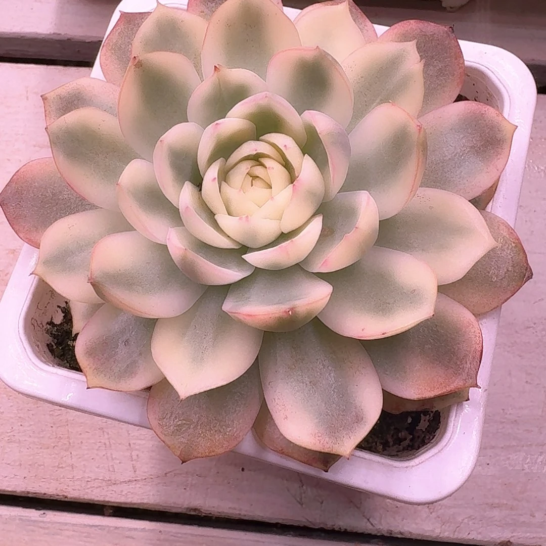 粉水晶锦多肉植物