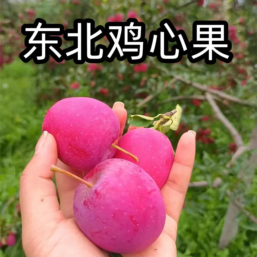 【包甜到家】东北稀有海棠鸡心果特产新鲜孕妇水果脆甜