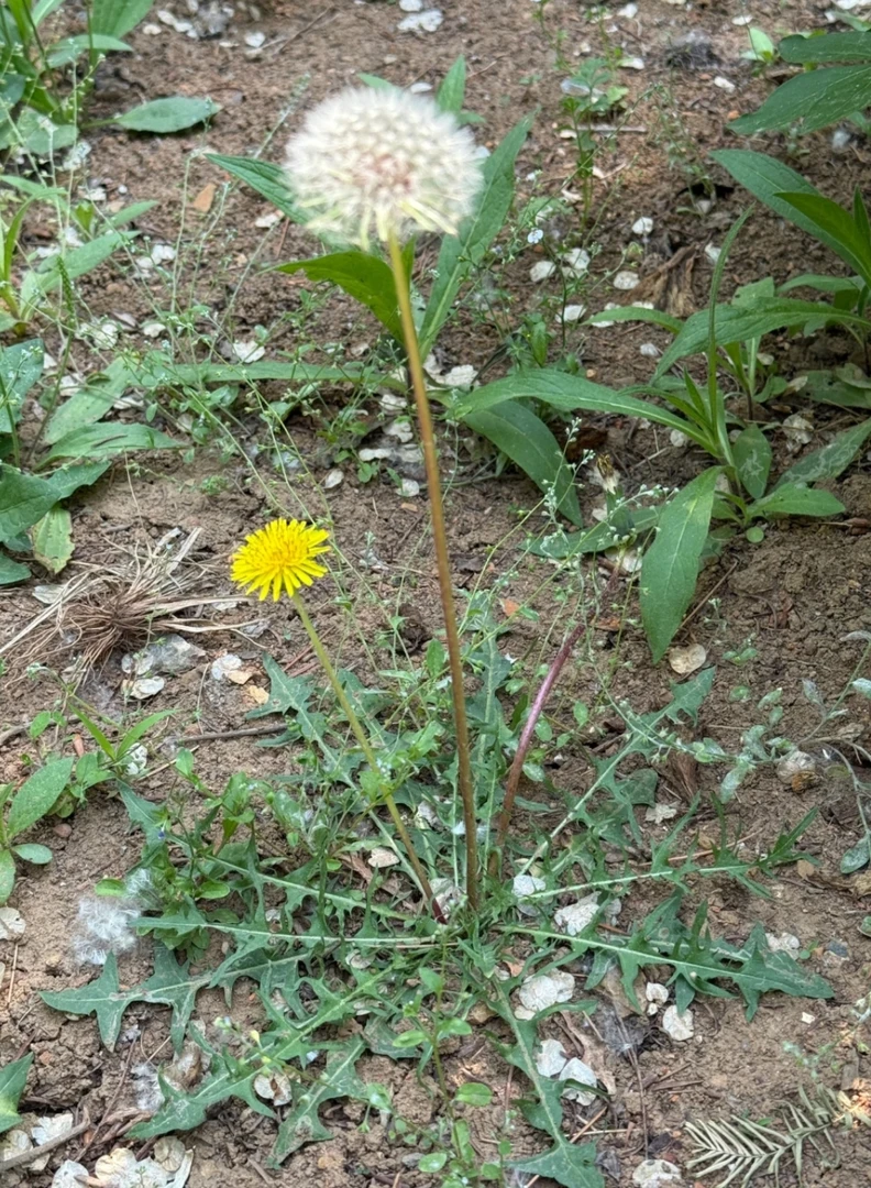 干蒲公英贵州野生蒲公英干货