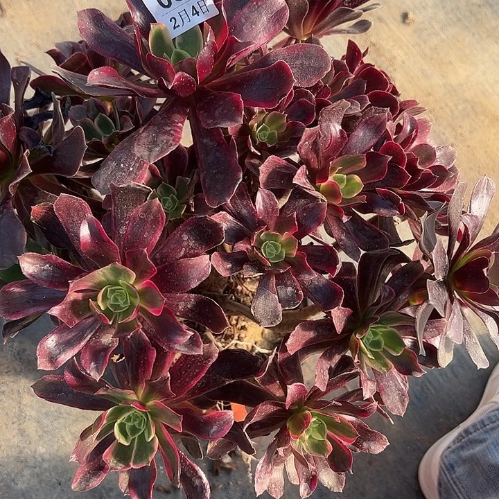 2.4-59赤霞飞多肉