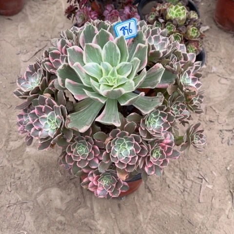 896多肉植物组合，