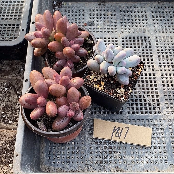 为***出无花朵1817号一物一拍糖果