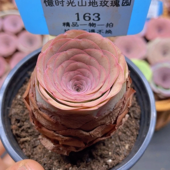 山地玫瑰163裸根发货不售后