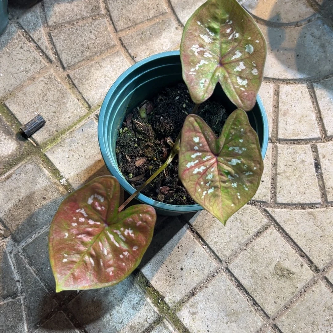 沼****完全开放4117泰彩