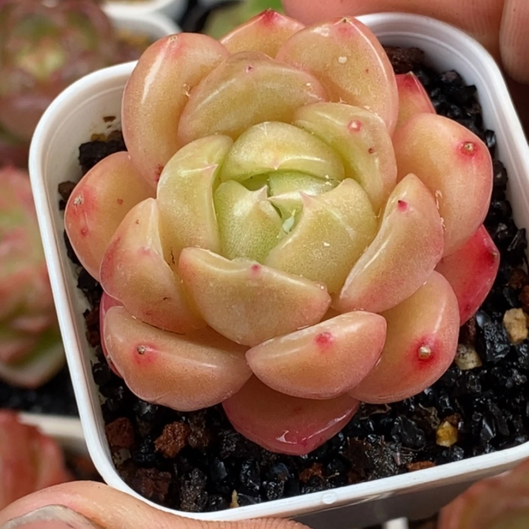 天官赐福百无禁忌