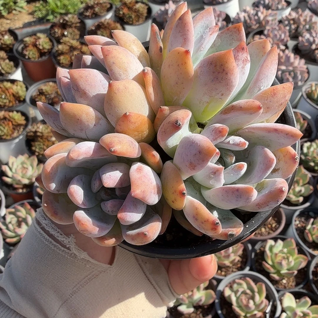 125十公分无砍芙蓉雪莲满20包邮