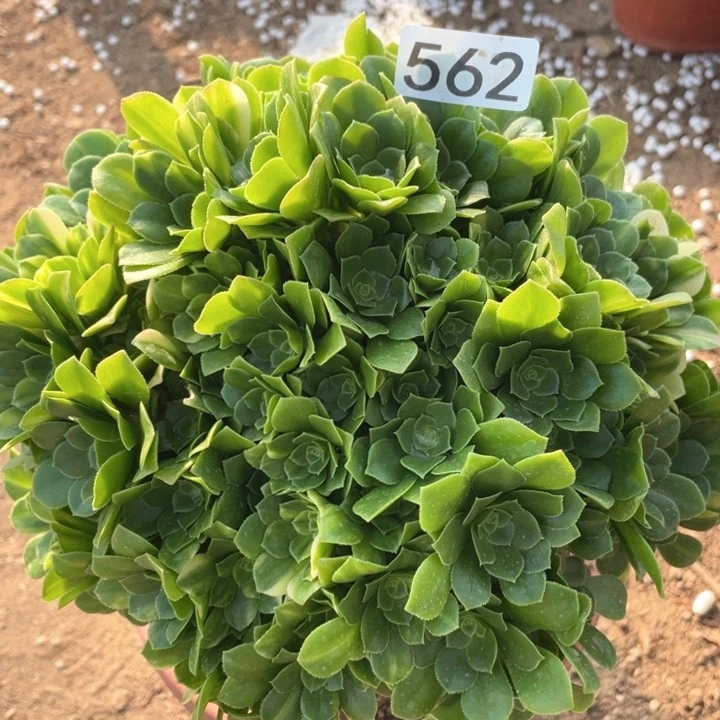 562多肉植物五彩琉璃有砍