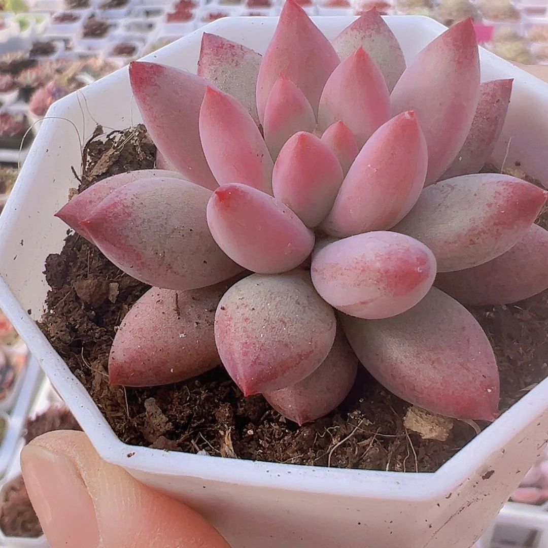 金鱼姬19包邮多肉植物