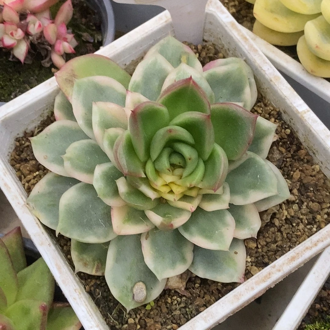 664福利哈哈哈哈哈哈哈
