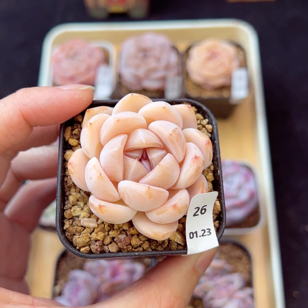 刚毅26、哈哈哈哈