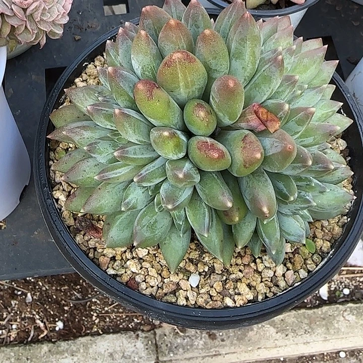 种***森青蛙王子儿童牙膏套装11