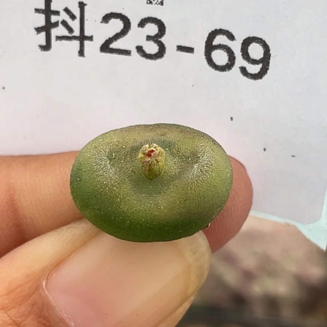 23-69水晶鞋多肉植物