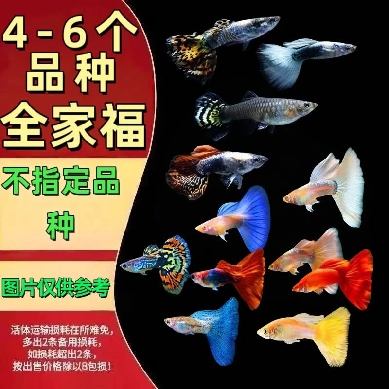 【全家福】5-7个品种全家福孔雀鱼小型鱼耐活